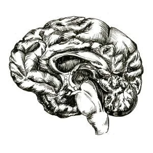 Brain study, hand-drawn ink illustration