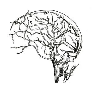 Cerebral vessels study, hand-drawn ink illustration