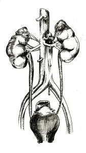 Kidneys study, hand-drawn ink illustration